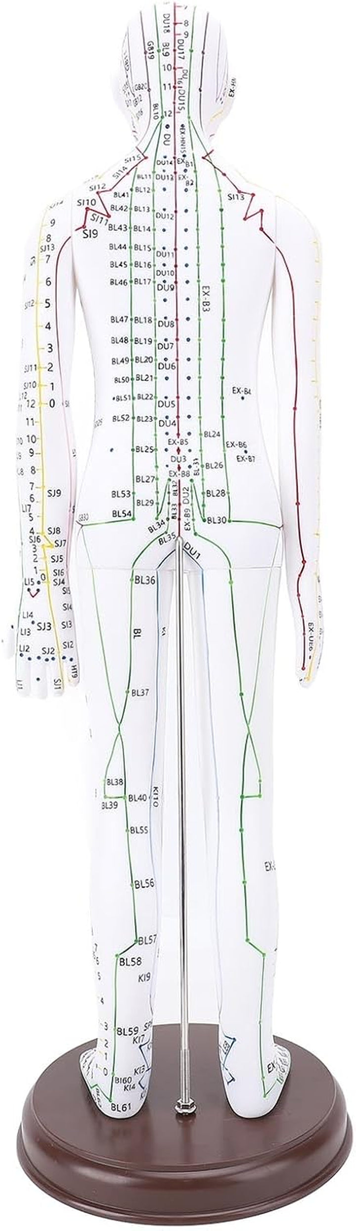 Acupuncture Human Model, 52Cm Female Full Body Acupuncture Doll Human Point Location Mannequin for Student Teaching Demonstration Needle Insertion Practice (Men Type)