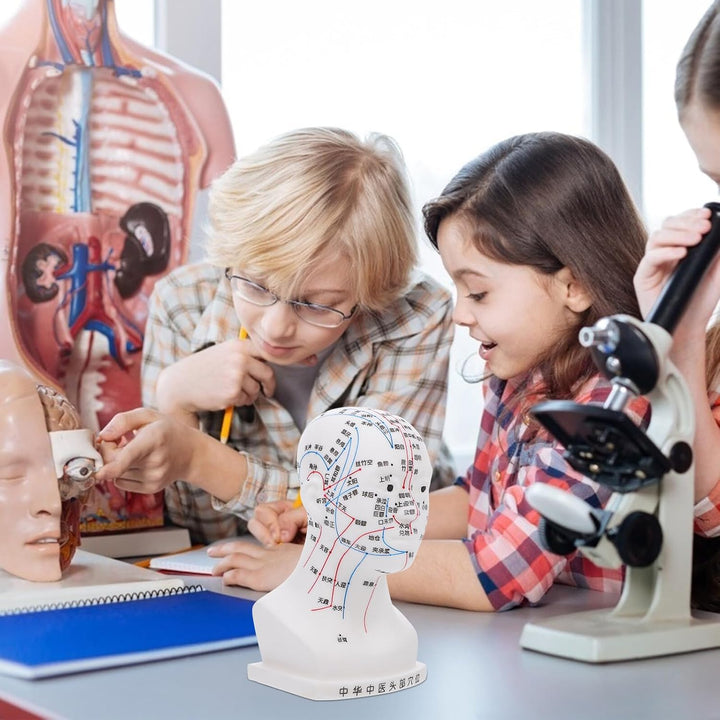 Medical Head Acupuncture Model with Facial Acupoints Soft PVC Human Head for Teaching Home School and Hospital Use and Detailed Acupoint Point Display