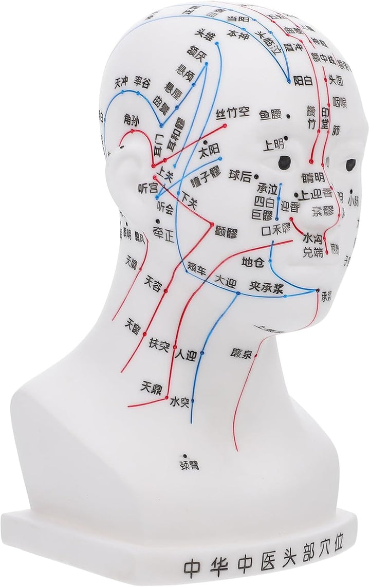 Medical Head Acupuncture Model with Facial Acupoints Soft PVC Human Head for Teaching Home School and Hospital Use and Detailed Acupoint Point Display