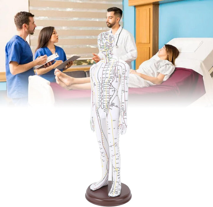 Acupuncture Human Model, 52Cm Female Full Body Acupuncture Doll Human Point Location Mannequin for Student Teaching Demonstration Needle Insertion Practice (Men Type)
