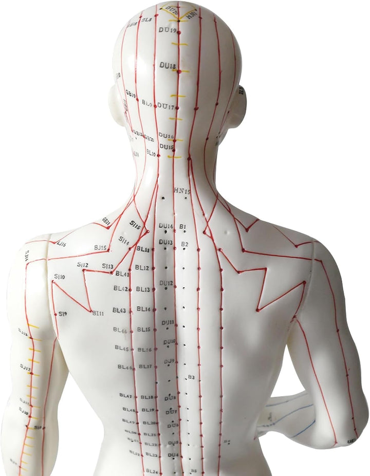 Acupuncture Point Model - 50 Cm Human Body Diagram with Engraved English Code for Meridian Massage and Needle Map, Soft Material, Ivory