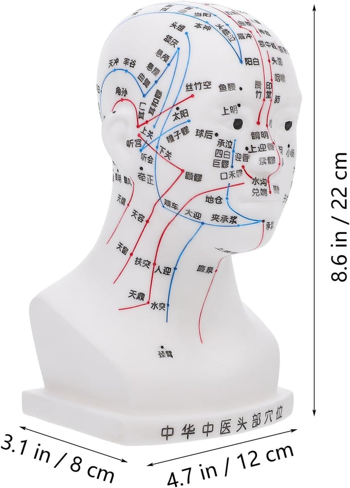 20CM Head Acupuncture Model Four Functional Acupoints Facial Acupoint Massage Model for Medical Teaching and Head Massage for Therapy