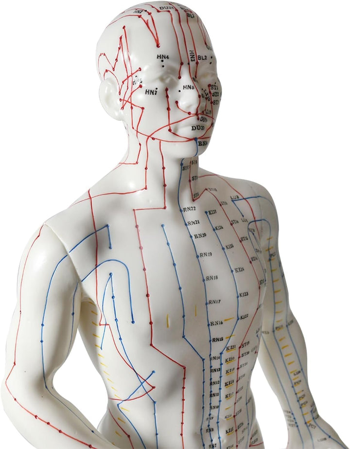 Acupuncture Point Model - 50 Cm Human Body Diagram with Engraved English Code for Meridian Massage and Needle Map, Soft Material, Ivory
