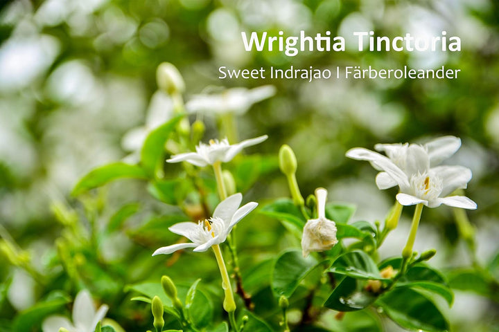 Cream Sensitive - Ayurvedic Care for Skin Irritation, Neurodermatitis and Psoriasis