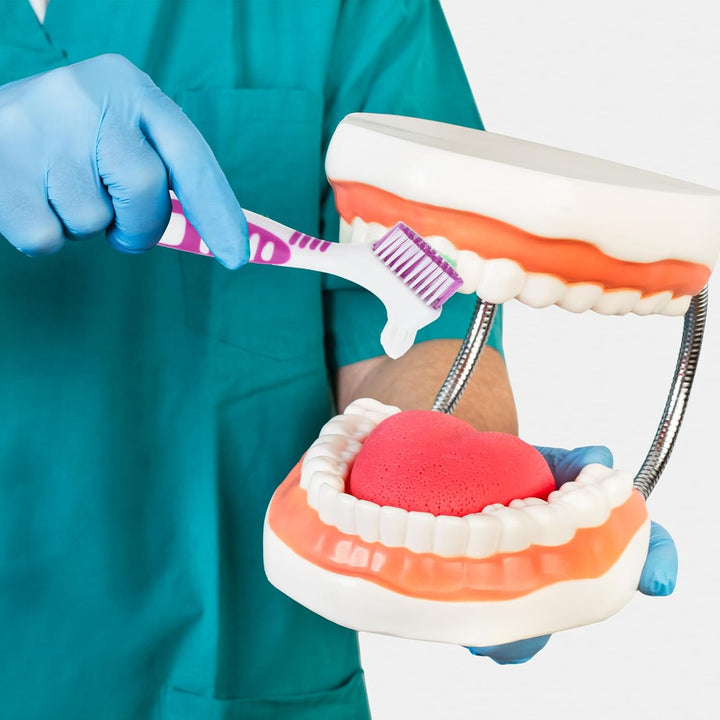 2Pcs Denture Cleaning Brush Set, Denture Toothbrushes, Denture Cleaning Care Brush with White Carrying Case, Multi-Layered Bristles & Ergonomic Rubber Handle for Denture Clean Care (Green&Purple)