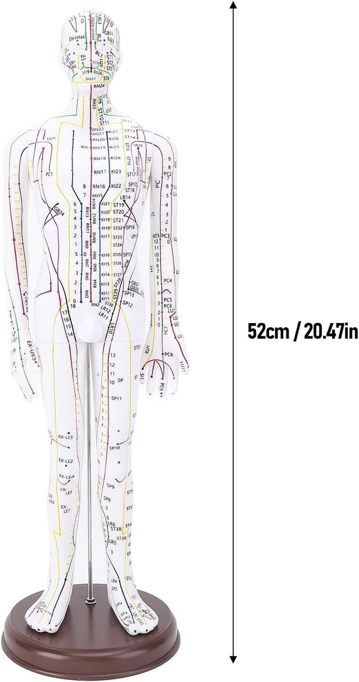 Acupuncture Human Model, 52Cm Female Full Body Acupuncture Doll Human Point Location Mannequin for Student Teaching Demonstration Needle Insertion Practice (Men Type)