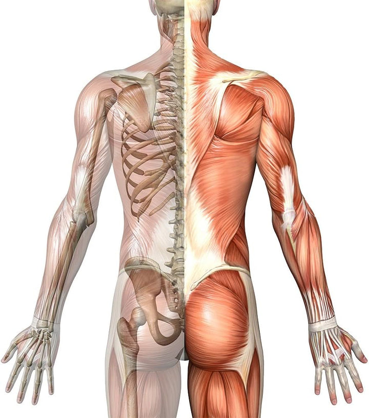 Chondroitin, 460 Mg, High Dose, 120 Capsules - High Bioavailability. without Artificial Additives, without Genetic Engineering.