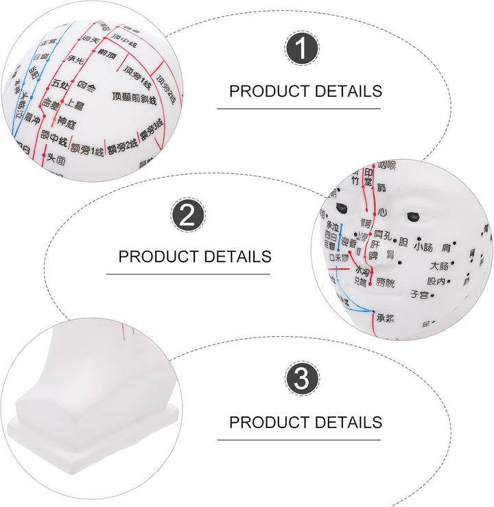 20CM Head Acupuncture Model Four Functional Acupoints Facial Acupoint Massage Model for Medical Teaching and Head Massage for Therapy