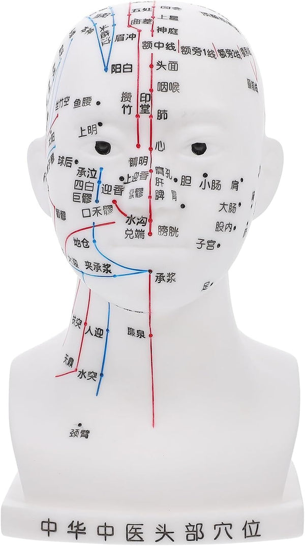 20CM Head Acupuncture Model Four Functions White Facial Acupoint Massage Model for Traditional Chinese Medicine Teaching and Head Massage for Training