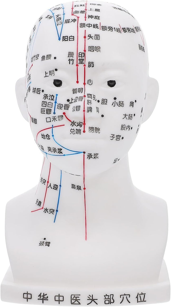 20CM Head Acupuncture Model Four Functions White Facial Acupoint Massage Model for Traditional Chinese Medicine Teaching and Head Massage for Training