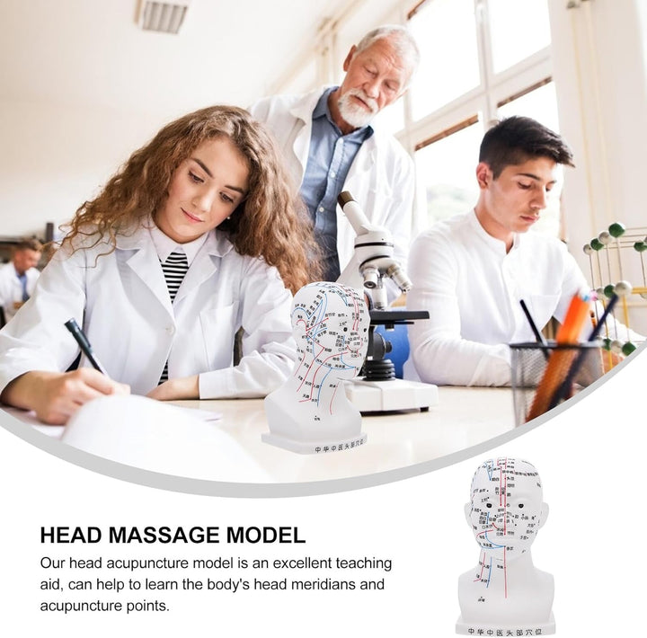 20CM Head Acupuncture Model Four Functional Acupoints Facial Acupoint Massage Model for Medical Teaching and Head Massage for Therapy