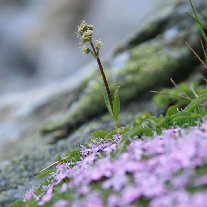 Speick - Speick Men Shaving Foam - 200Ml