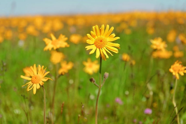 Arnica Bumps & Bruises Skin Salve, 25 G