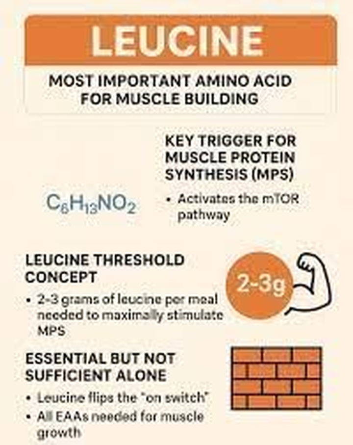-L-Leucine 1000Mg - 30 Tablets - Supports Mucle Growth & Recovery, Reduces Muscle Soreness, Improves Overall Athletic Performance - ESSENCIAL Amino Acid