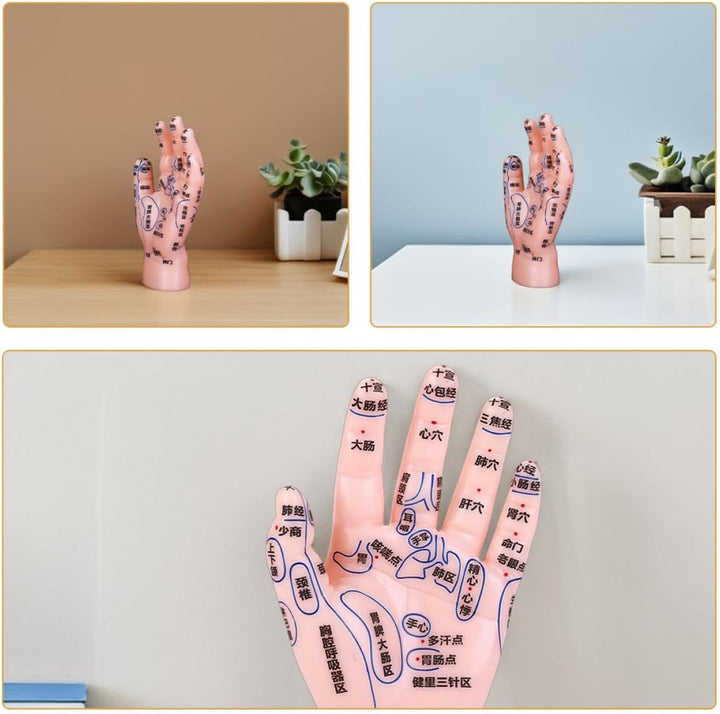 PVC Hand Acupuncture Model for Reflexology and Massage Education with Markings Beginner-Friendly Simulation Hand Tool for Tcm Teaching and Training in Medical and Massage Settings