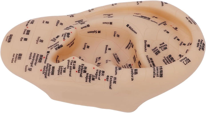 Ear Acupuncture Point Model, Clear Marked Acupoints Long Lasting Prints Adaptive Design with Resilient PVC Material for Practice Chinese Acupressure Learning