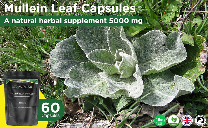 Mullein Leaf Extract for Lungs | High Strength 5000Mg Mullein 10:1 Extract, Lung Support & Respiratory Health | Detoxification Aid & Cleansing Support Supplement - 60 Capsules