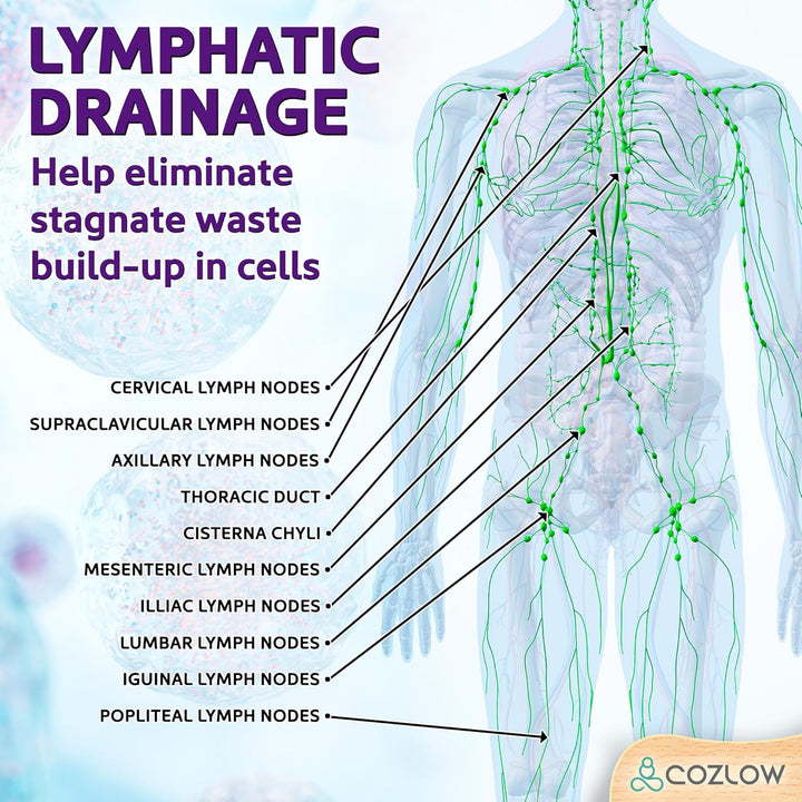 Wooden Massage Roller Stick - 12 Rollers - Curved Wood Therapy Massage Tool for Body Sculpting, Fascia Release and Lymphatic Drainage - by