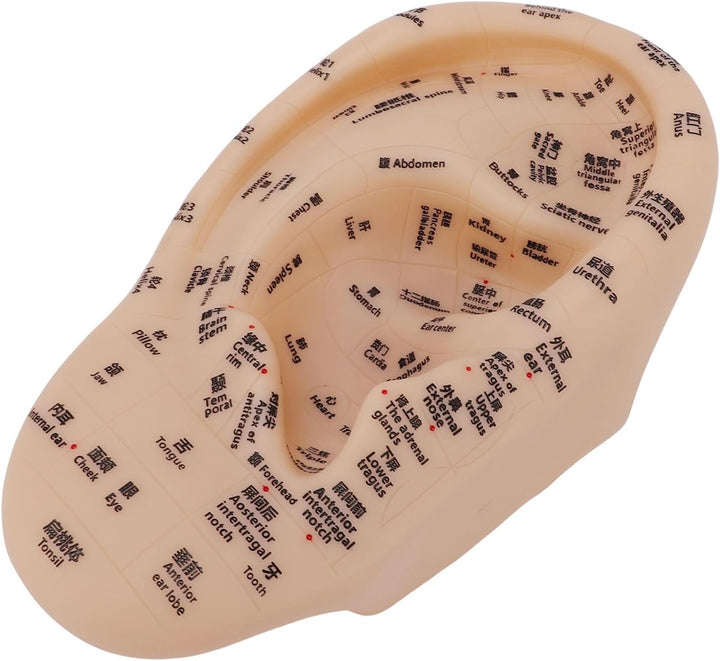 Ear Acupuncture Point Model Ear Zone Massage Model Laboratory Supplies for Acupoints Pressure Point Learning 30X17Cm