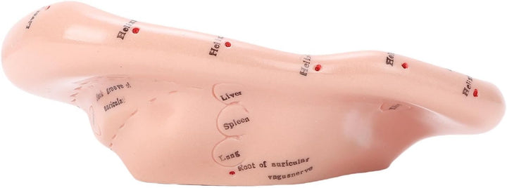 Ear Acupuncture Model - 17Cm Ear Zone Model, Ear Massage Model, Display Laboratory Supplies, Ear Acupoints Pressure Point Learning