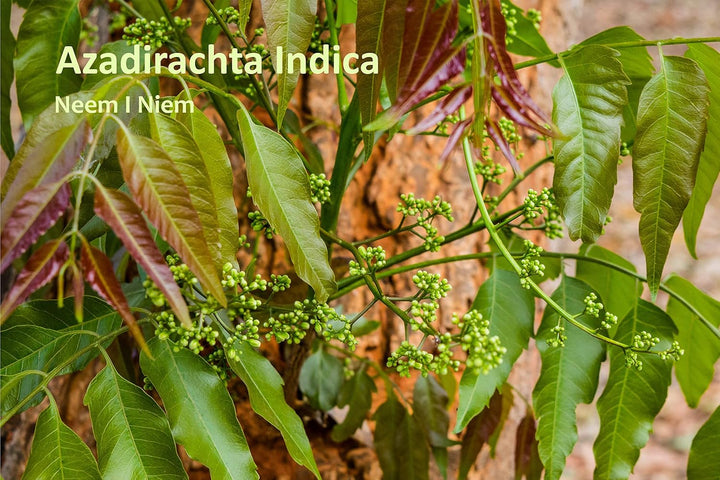 Cream Sensitive - Ayurvedic Care for Skin Irritation, Neurodermatitis and Psoriasis