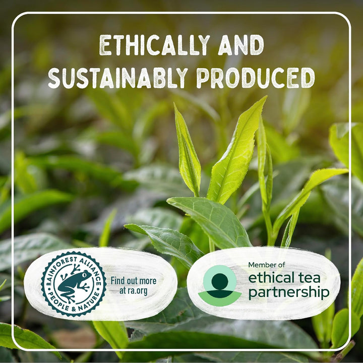 Typhoo QT • Instant One Cup Tea with Whitener • 12 X 125G Tub • Makes up to 60 Cups of Instant Tea • Creamy, Sweet & Convenient • Just Add Hot Water • No Teabags or Milk Needed