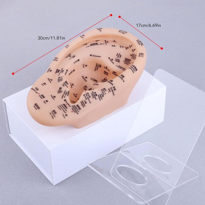 Ear Acupuncture Point Model, Clear Marked Acupoints Long Lasting Prints Adaptive Design with Resilient PVC Material for Practice Chinese Acupressure Learning