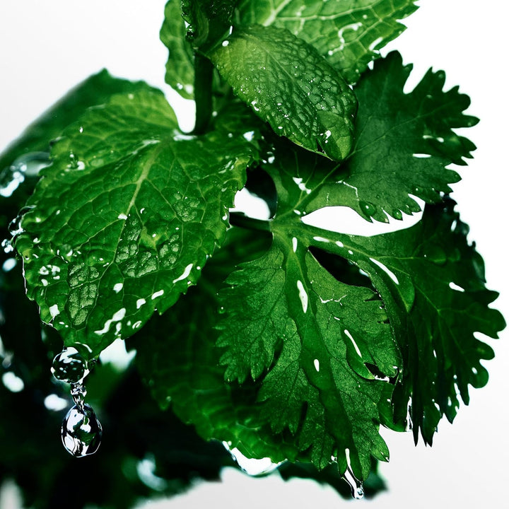 Cool Water Man Aftershave Splash, 125 Ml