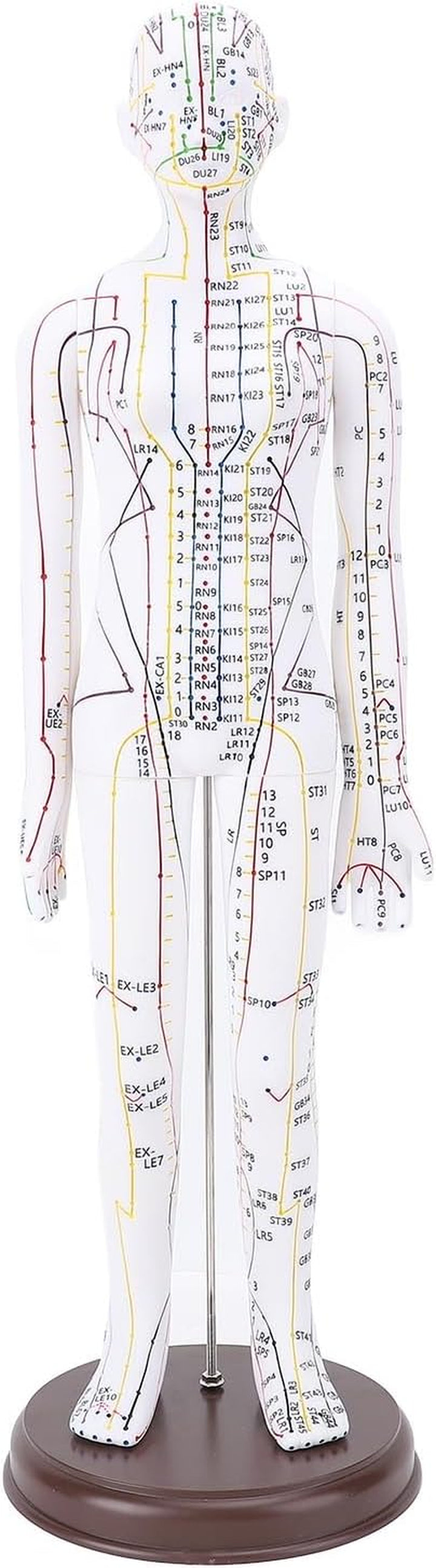 Acupuncture Model, 52Cm PVC Human Body Model with Accurate Acupoint Positioning and Sturdy Base, with Manual for Traditional Acupuncture Training and Practice (Women Type)
