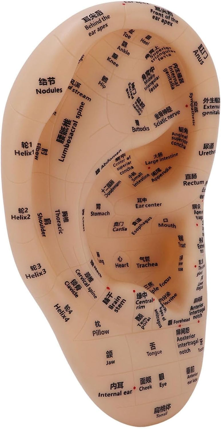Ear Acupuncture Point Model Ear Zone Massage Model Laboratory Supplies for Acupoints Pressure Point Learning 30X17Cm