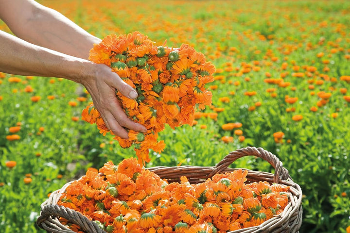 Baby All Purpose Balm, Baby Balm, Calendula Balm, Recommended by Midwives, Fragrance Free, Dermatologically Tested, Gentle Protection, 100% Certified Natural, 25G