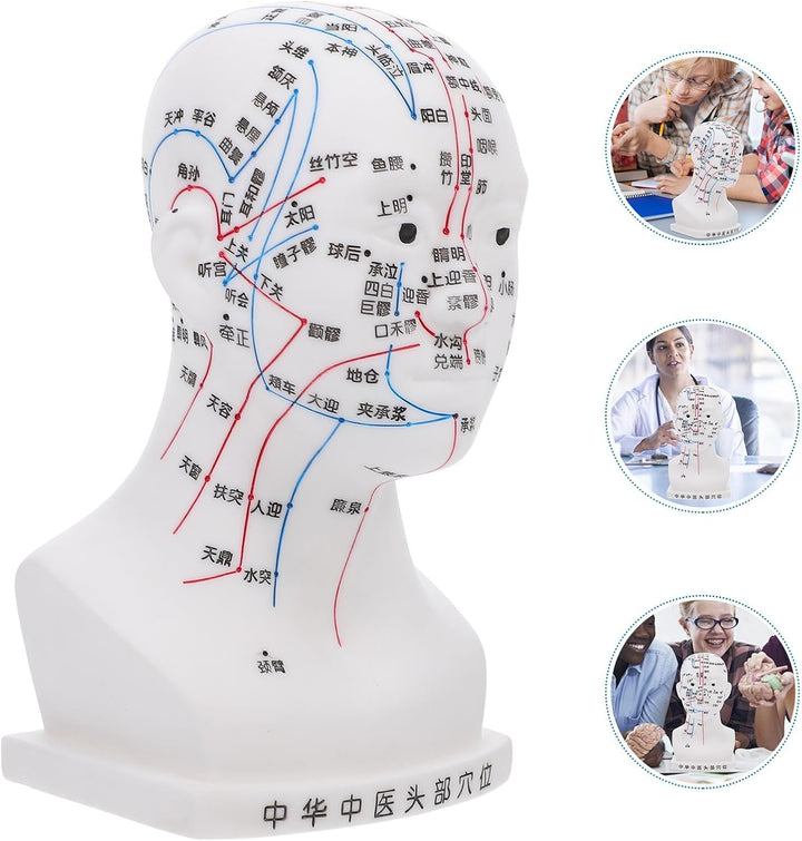 Medical Head Acupuncture Model with Facial Acupoints Soft PVC Human Head for Teaching Home School and Hospital Use and Detailed Acupoint Point Display