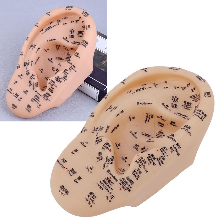 Ear Acupuncture Point Model, Clear Marked Acupoints Long Lasting Prints Adaptive Design with Resilient PVC Material for Practice Chinese Acupressure Learning