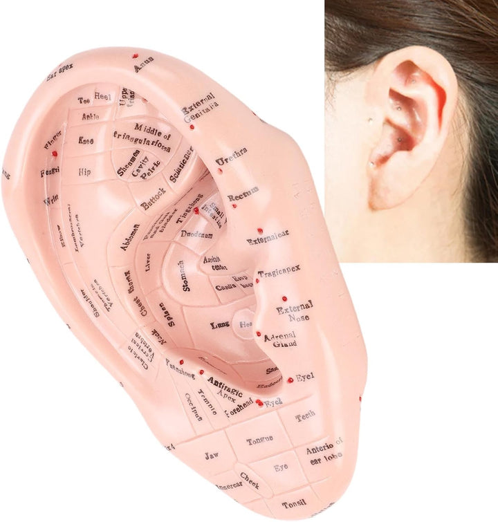 Ear Acupuncture Model - 17Cm Ear Zone Model, Ear Massage Model, Display Laboratory Supplies, Ear Acupoints Pressure Point Learning