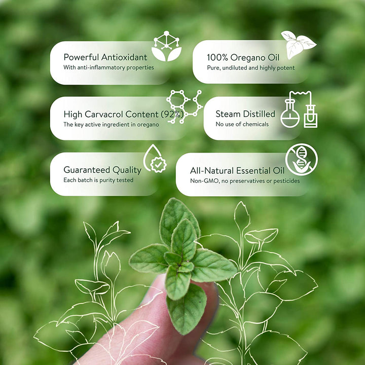 30Ml Oregano Oil 100% Pure & Undiluted Min 92% Carvacrol Super-Strength Himalayan Essential Oil of Oregano (Origanum Vulgare) Highly Potent Immunity Booster for Cold, Cough, Sore Throat & Gut Health