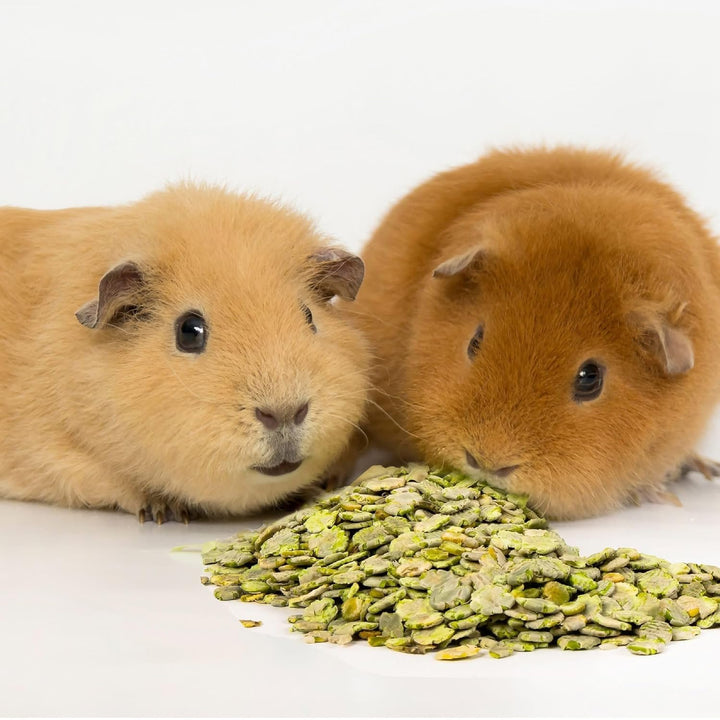 Lice & Mite Shampoo for Guinea Pigs & Small Mammals