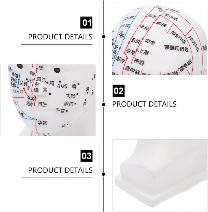 20CM Head Acupuncture Model Four Functional Acupoints Facial Acupoint Massage Model for Medical Teaching and Head Massage for Therapy