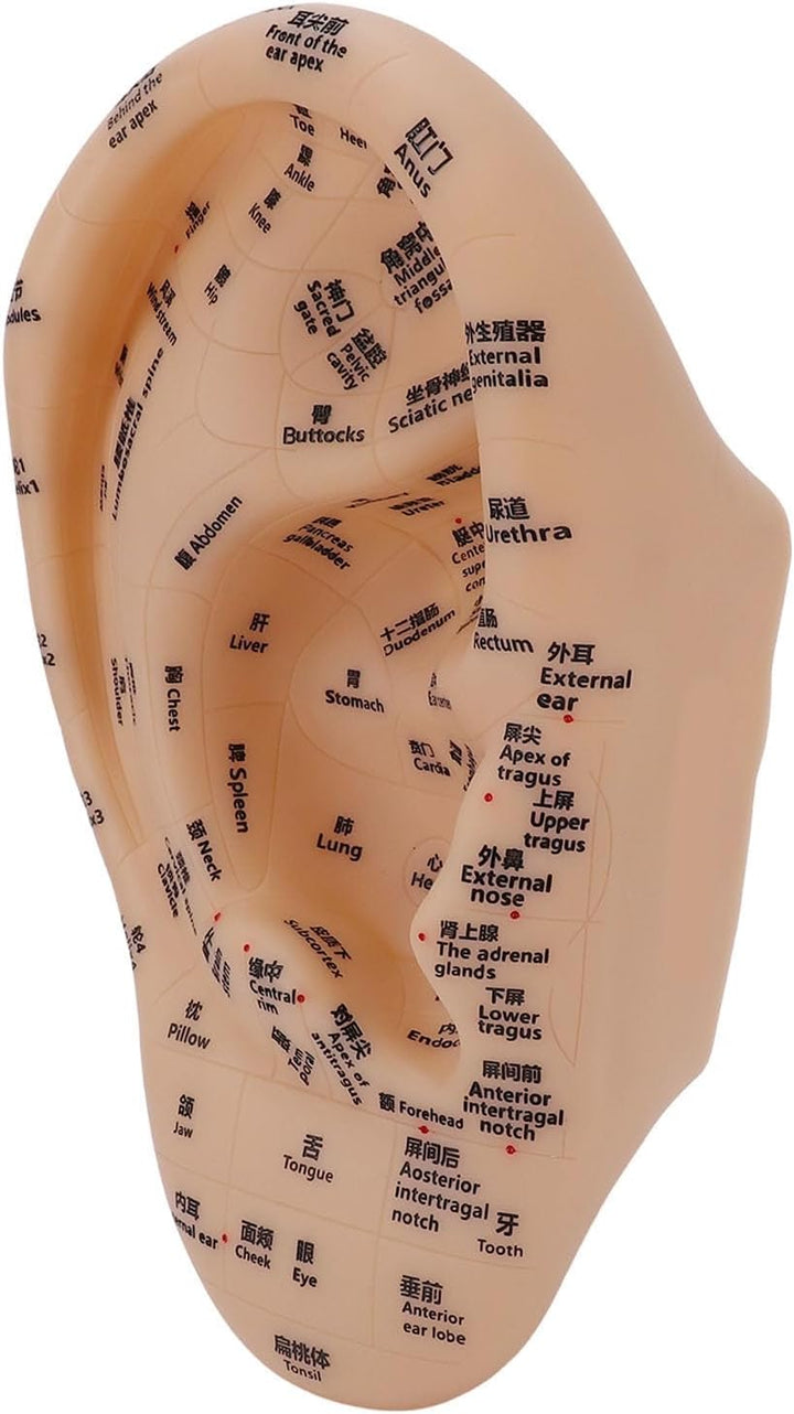 Ear Acupuncture Point Model Ear Zone Massage Model Laboratory Supplies for Acupoints Pressure Point Learning 30X17Cm