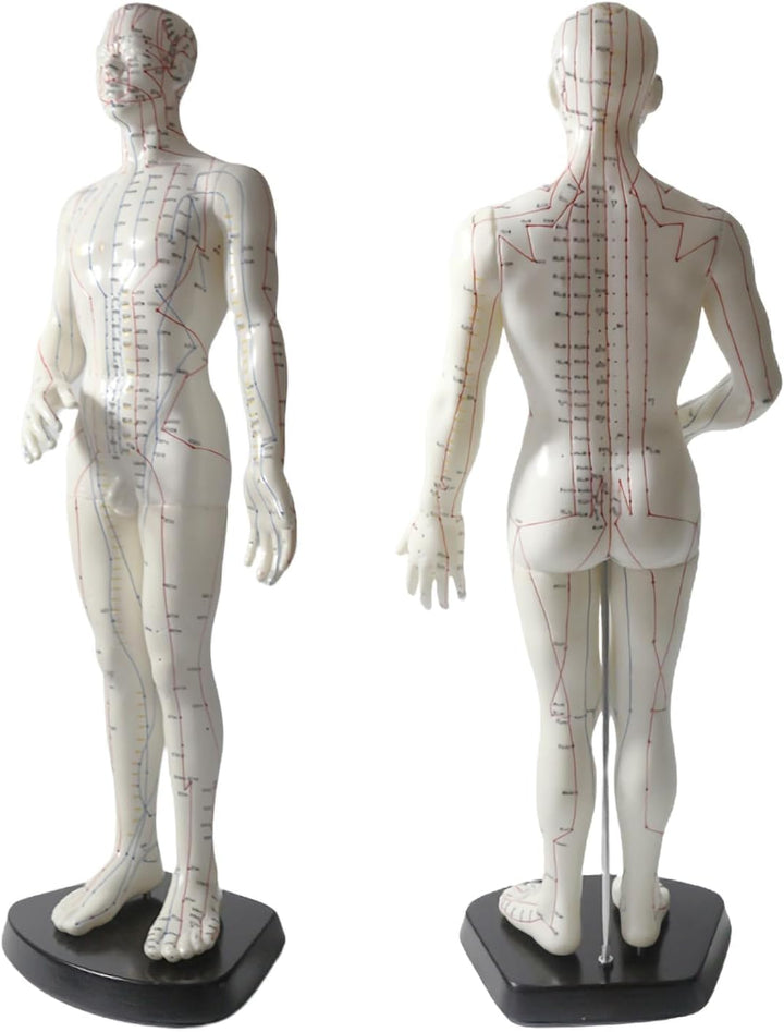 Acupuncture Point Model - 50 Cm Human Body Diagram with Engraved English Code for Meridian Massage and Needle Map, Soft Material, Ivory