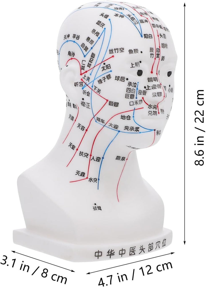 20CM Head Acupuncture Model Four Functions White Facial Acupoint Massage Model for Traditional Chinese Medicine Teaching and Head Massage for Training