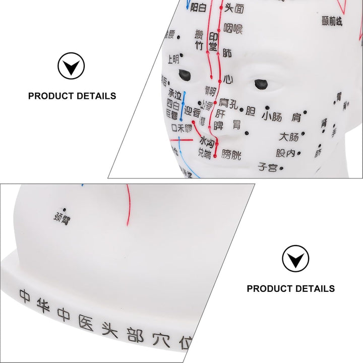 Medical Head Acupuncture Model with Facial Acupoints Soft PVC Human Head for Teaching Home School and Hospital Use and Detailed Acupoint Point Display